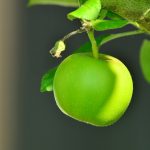 Ein grüner Apfel hängt am Baum