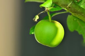 Ein grüner Apfel hängt am Baum